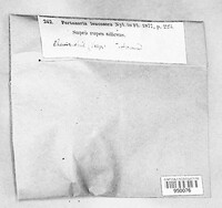 Pertusaria leucosora image